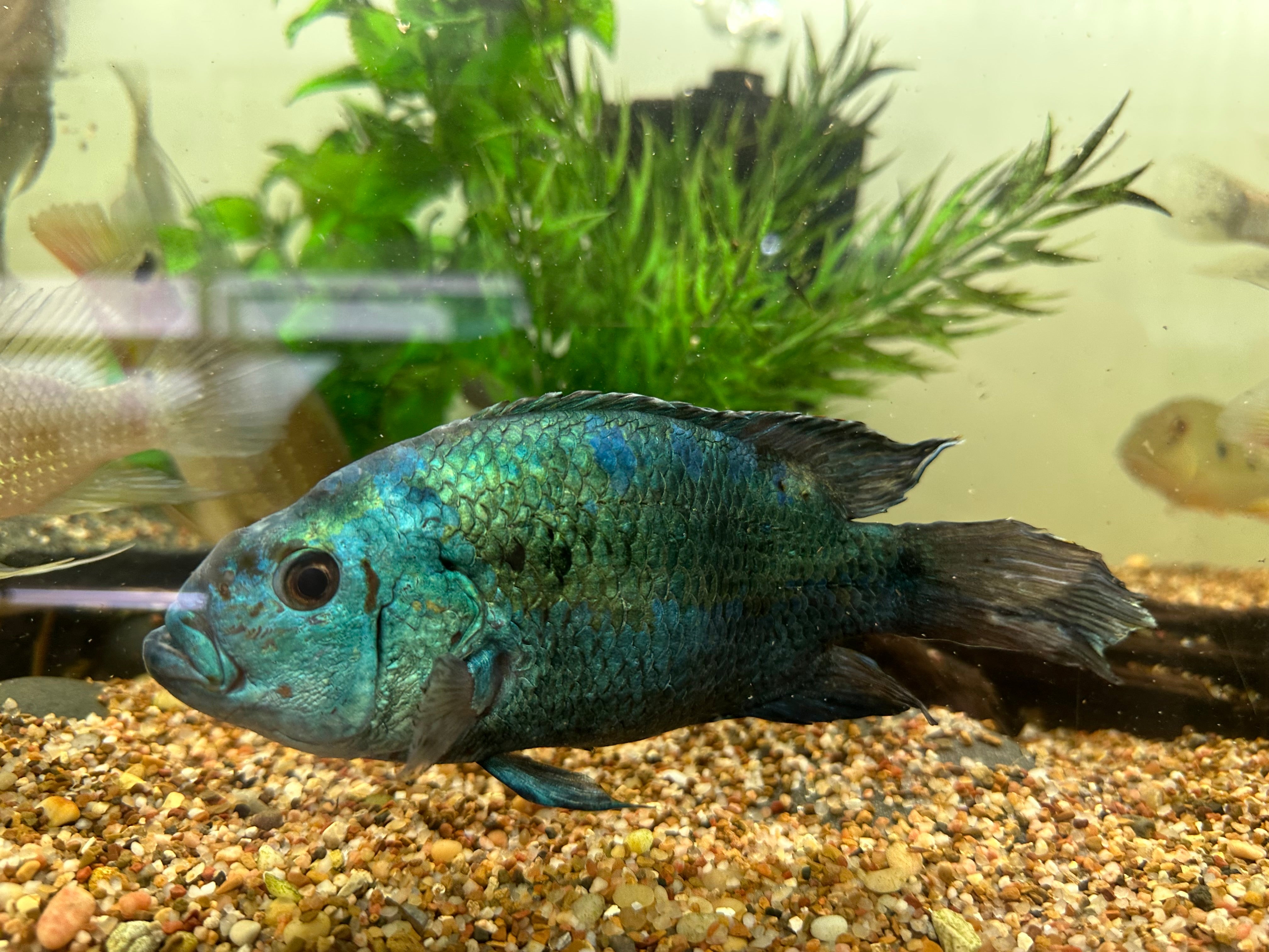 Freshwater Full Available Stock – Global Fish Co. Freshwater Full Available Stock – Global Fish Co.