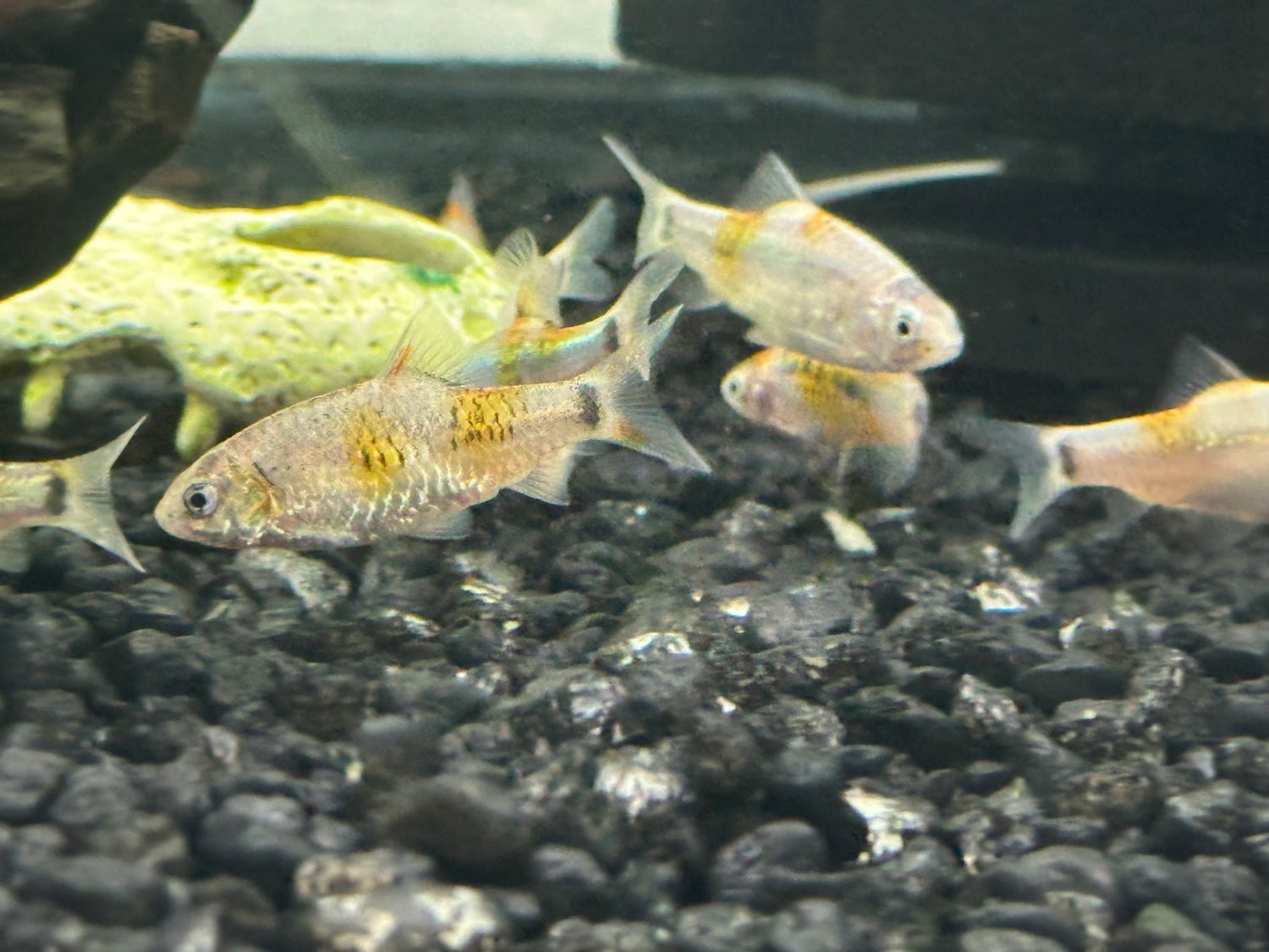 Tricolor Gold Barbs (1.75-2”)