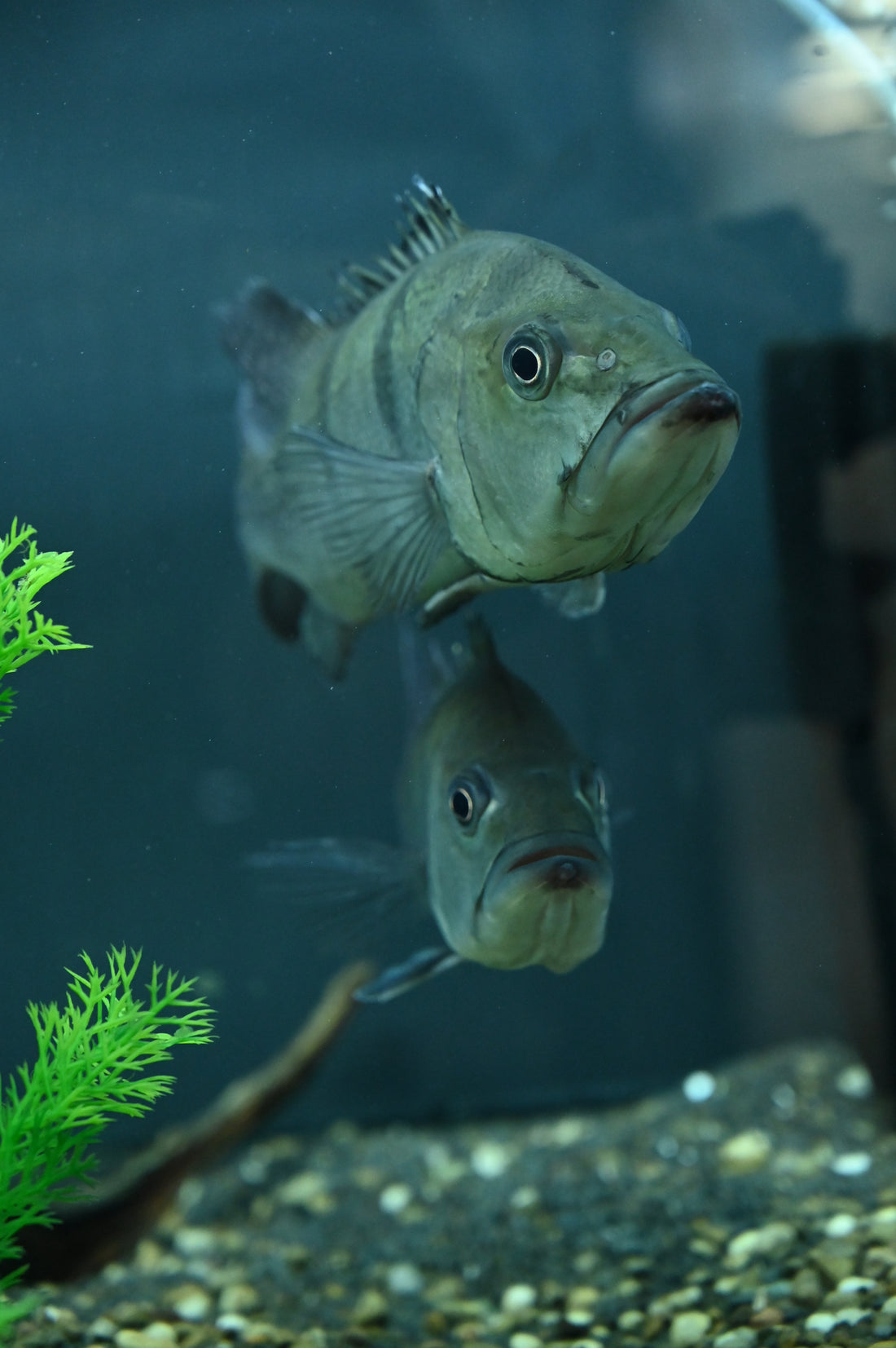 XL Silver Mono Peacock Bass (12”)
