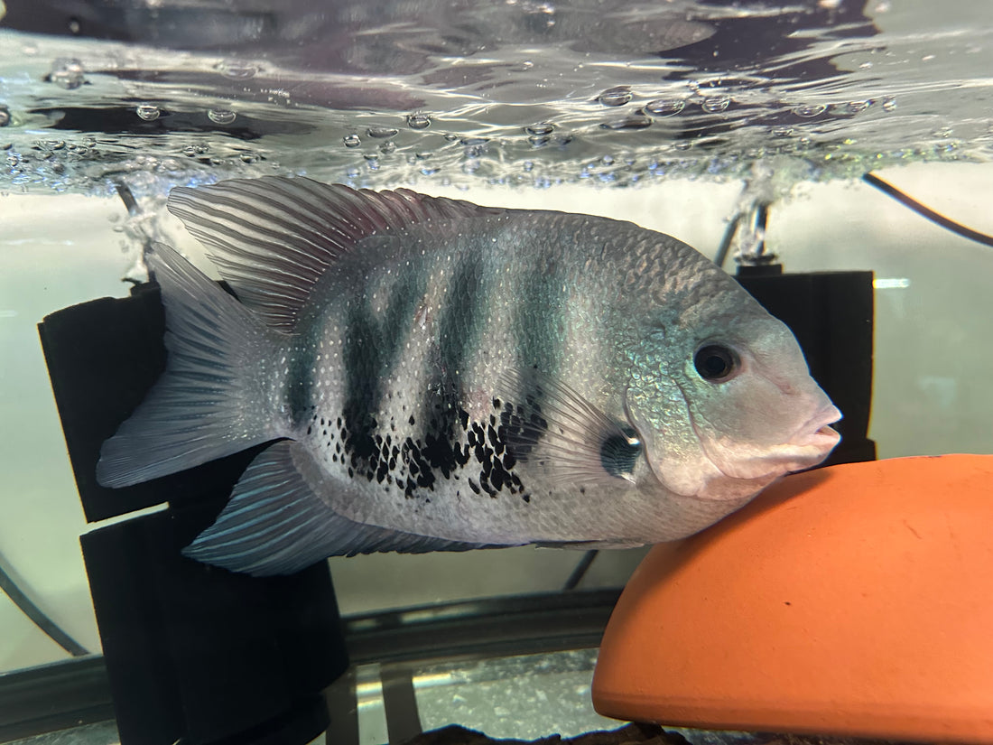 Jumbo Chromide Cichlid Pair (10-12”)