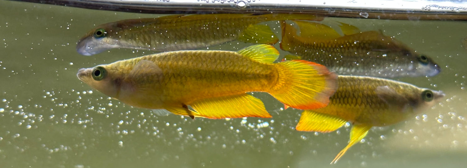 Male Gold Panchax Killi (2”)