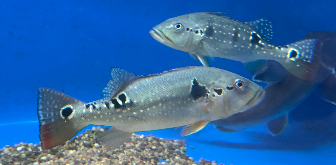 XL Pinima Peacock Bass (13-14”)