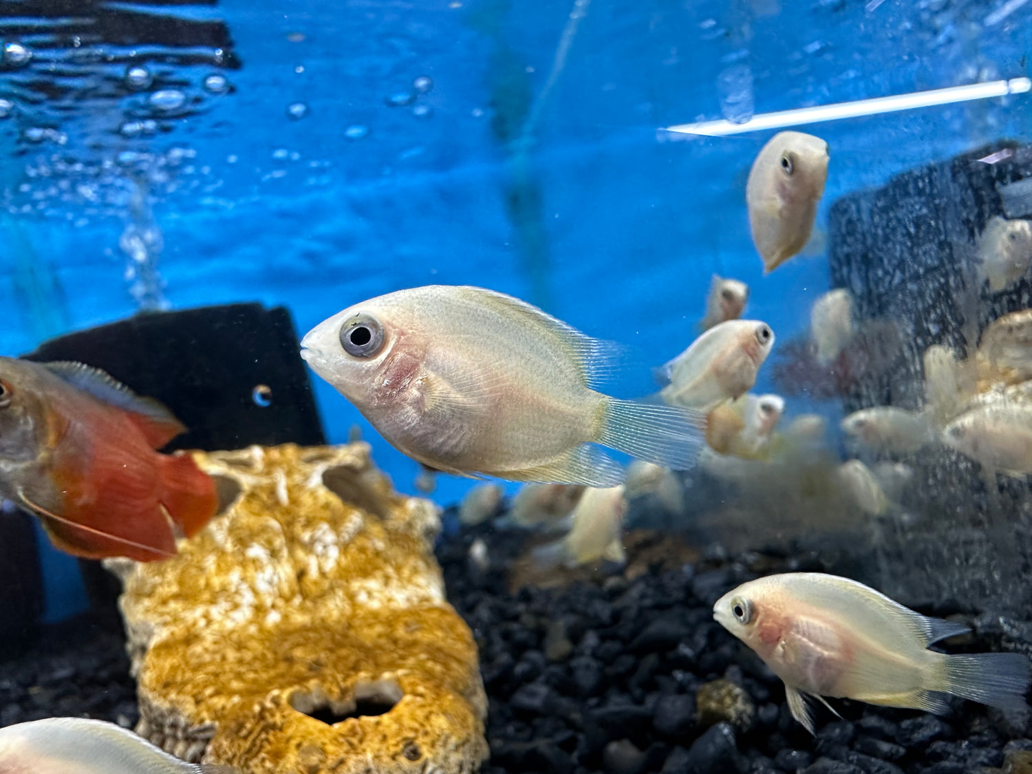 Baby Gold Severum (1”+)