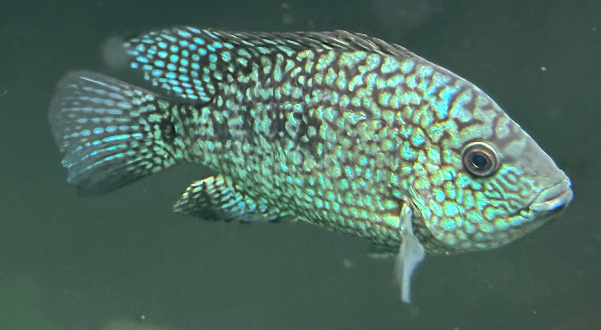Carpintis Cichlid (5.5”) – Global Fish Co.