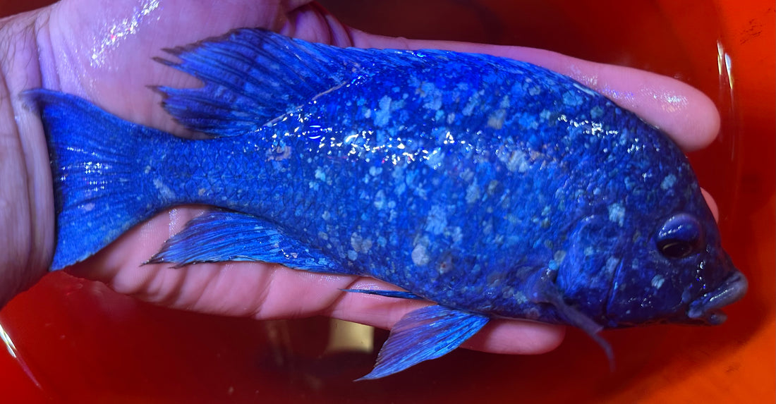 XL Star Sapphire Cichlid (6-7”)