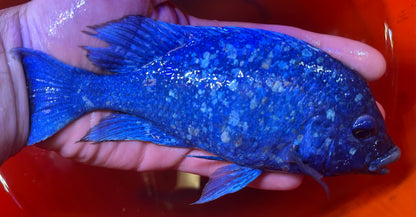 XL Star Sapphire Cichlid (6-7”)