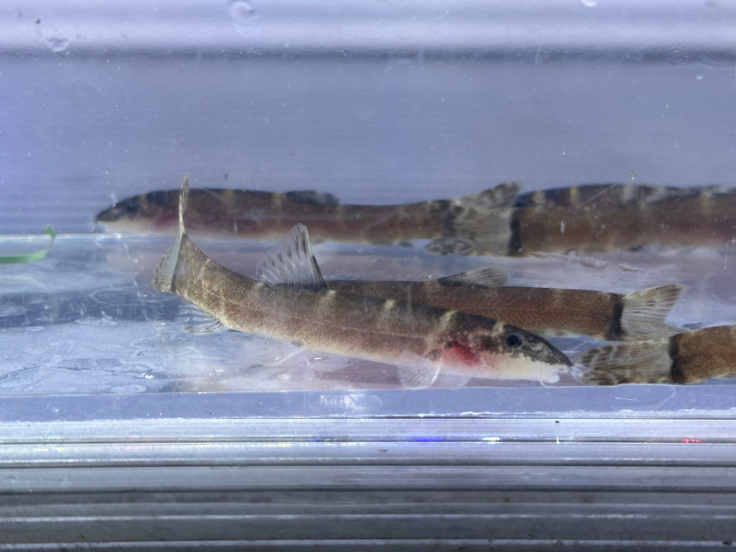 Leptobotia tchangi Loach (2.25-2.5”)