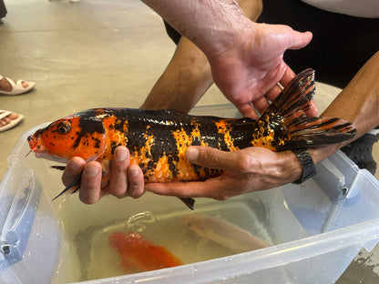 XL Black and Red Koi (15-16”)