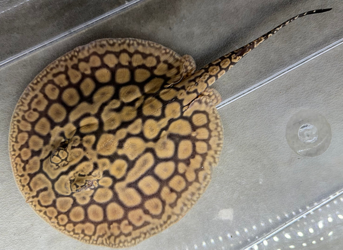 Black Diamond Hybrid Stingray (Male 6”)