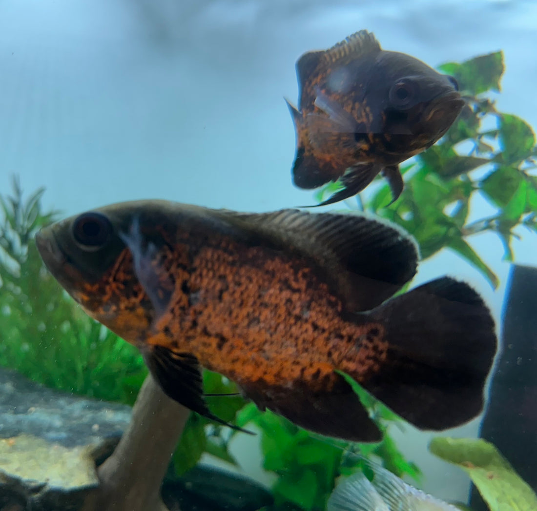 Copper/Red Oscar (4”)