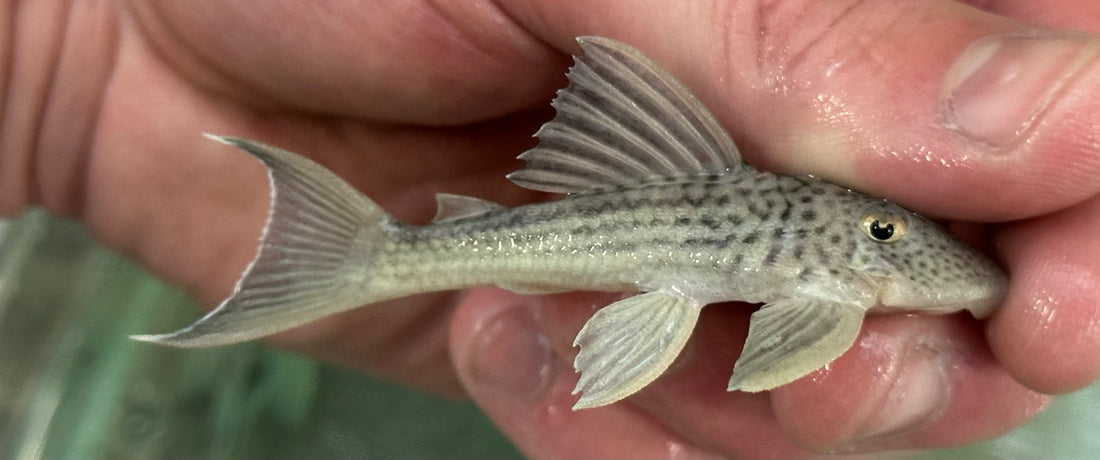 L141 Ghost Pleco (2.5”)