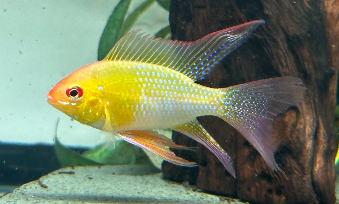 Longfin Gold Ram (2”)