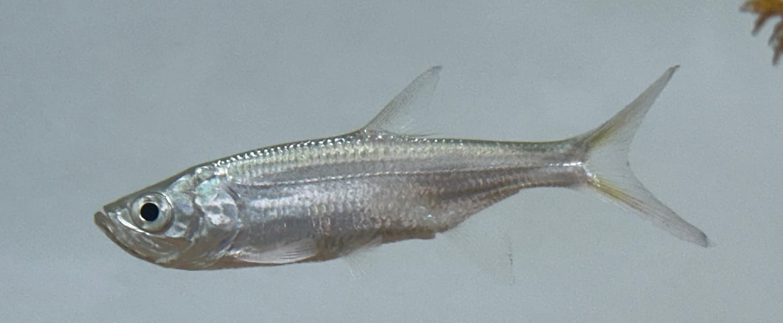 Atlantic Tarpon (3.5-4”)