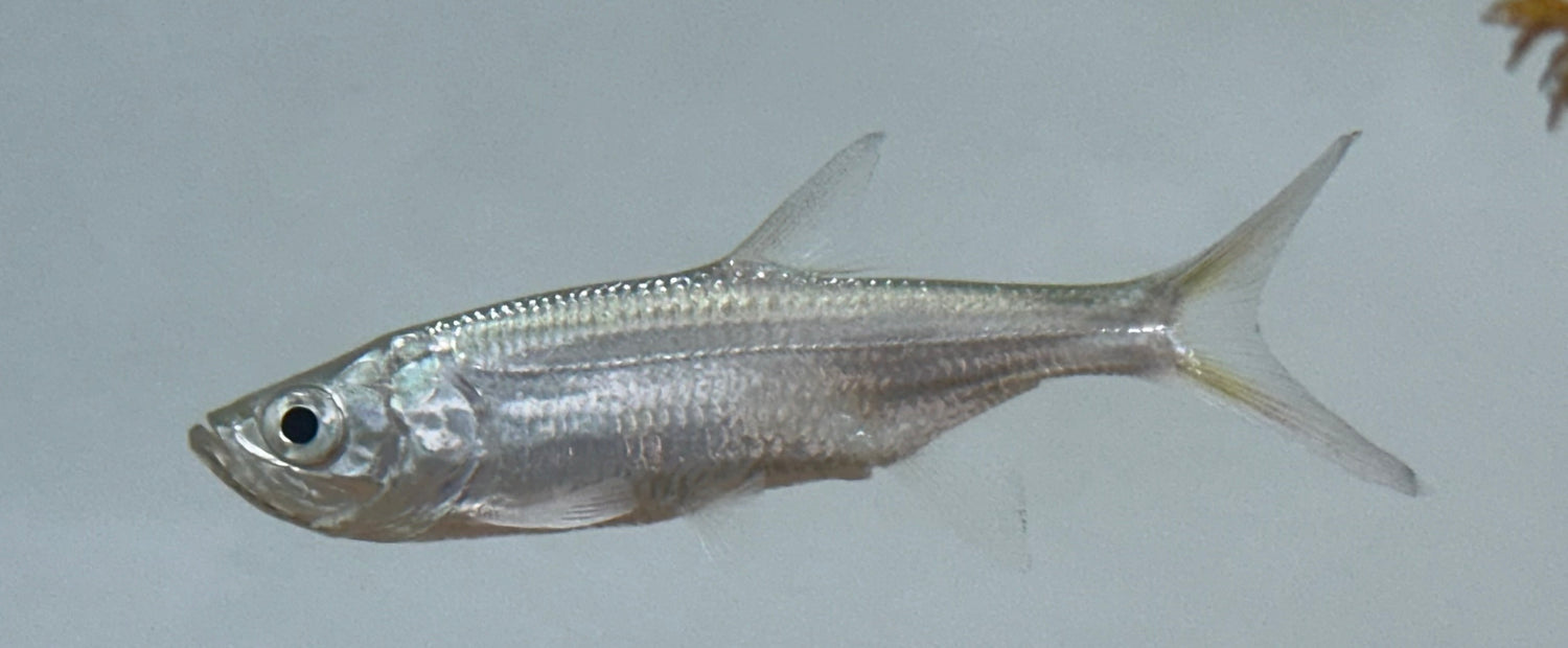 Atlantic Tarpon (3.5-4”)