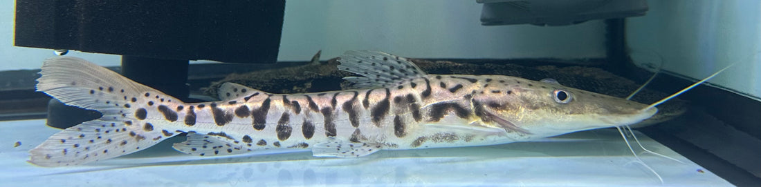 “Platinum” Tiger Shovelnose Catfish (8.5-9”)