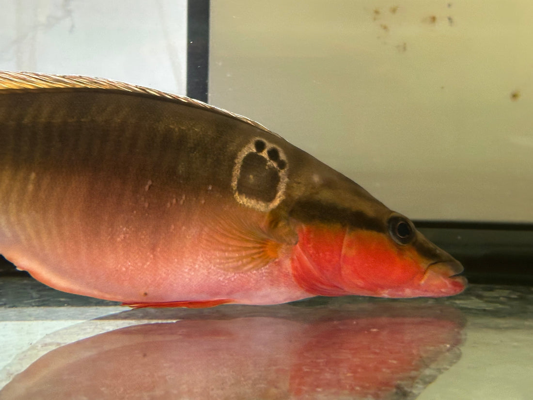 XL Zebrina Pike Cichlid (13-14”)