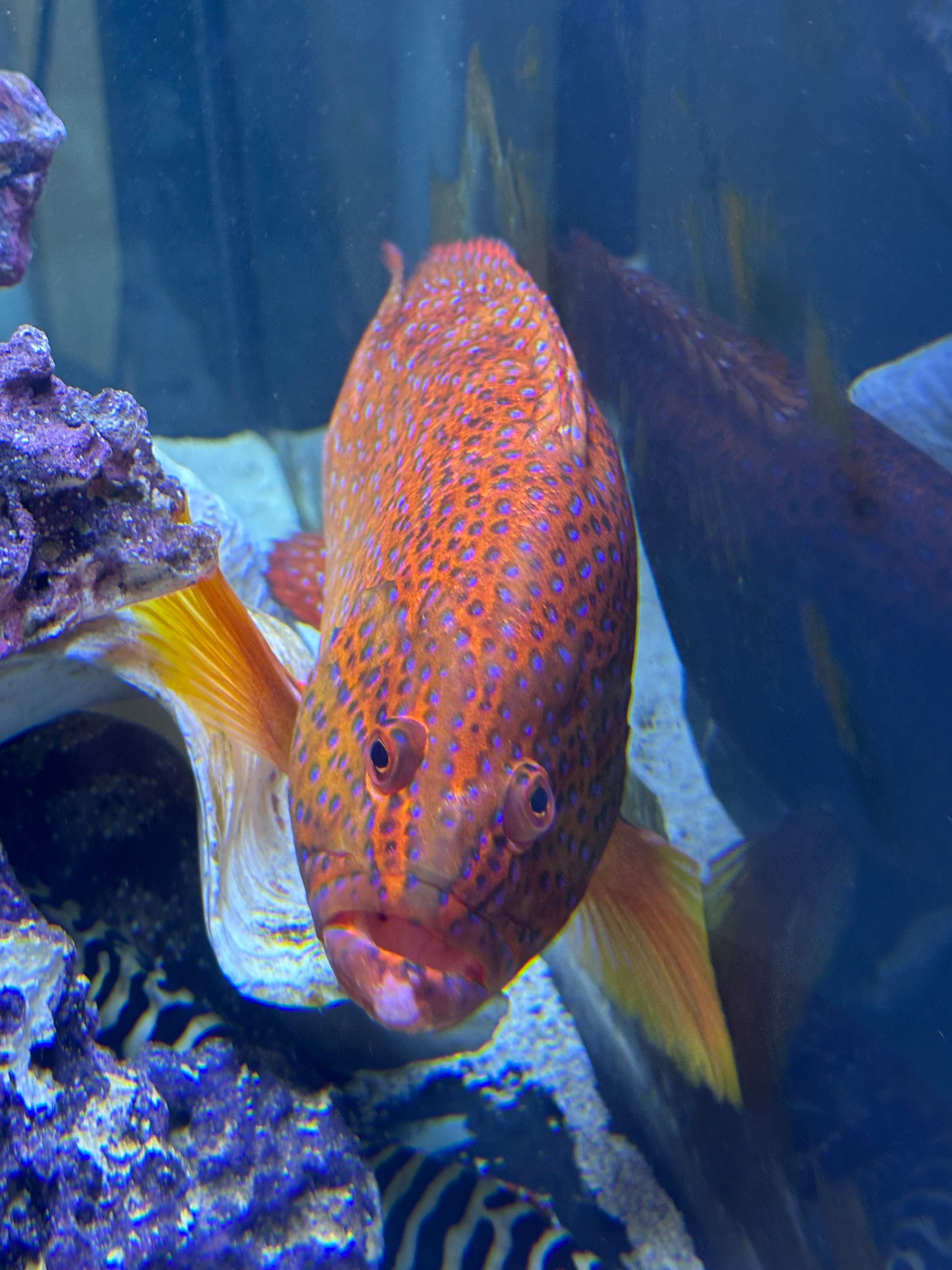 Jumbo Miniatus Grouper (10”+)