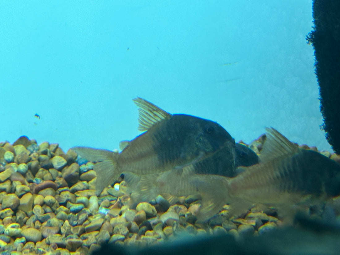 CW217 Concolor Cory (2”+)