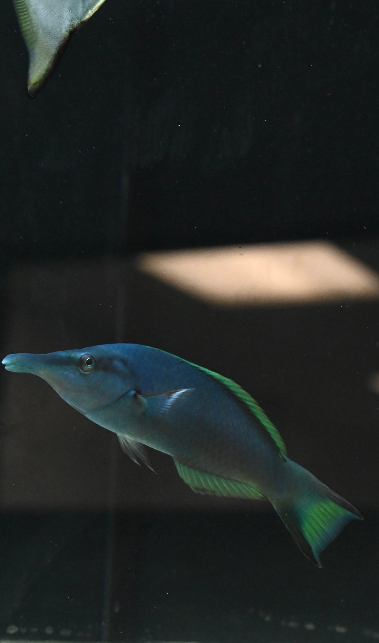 Male Green Bird Wrasse (4-5”)