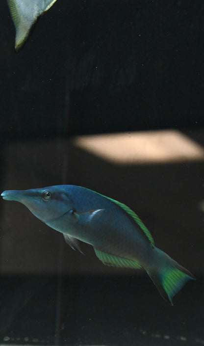 Male Green Bird Wrasse (4-5”)