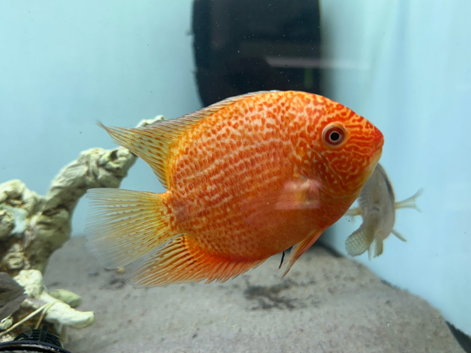Red Severum Cichlid (4.5-5”)