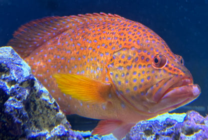 Jumbo Miniatus Grouper (10”+)