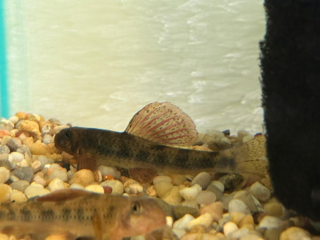 Sailfin Goby (3-4”)