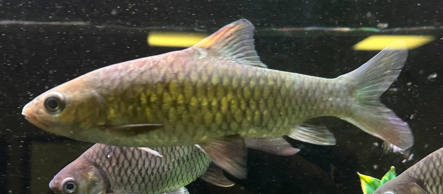 LARGE Phoenix Barb (7-8”)