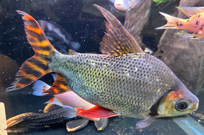 XL Flagtail Prochilodus (10”+)