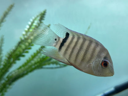 Mouthbrooding Severum (3-3.5”)