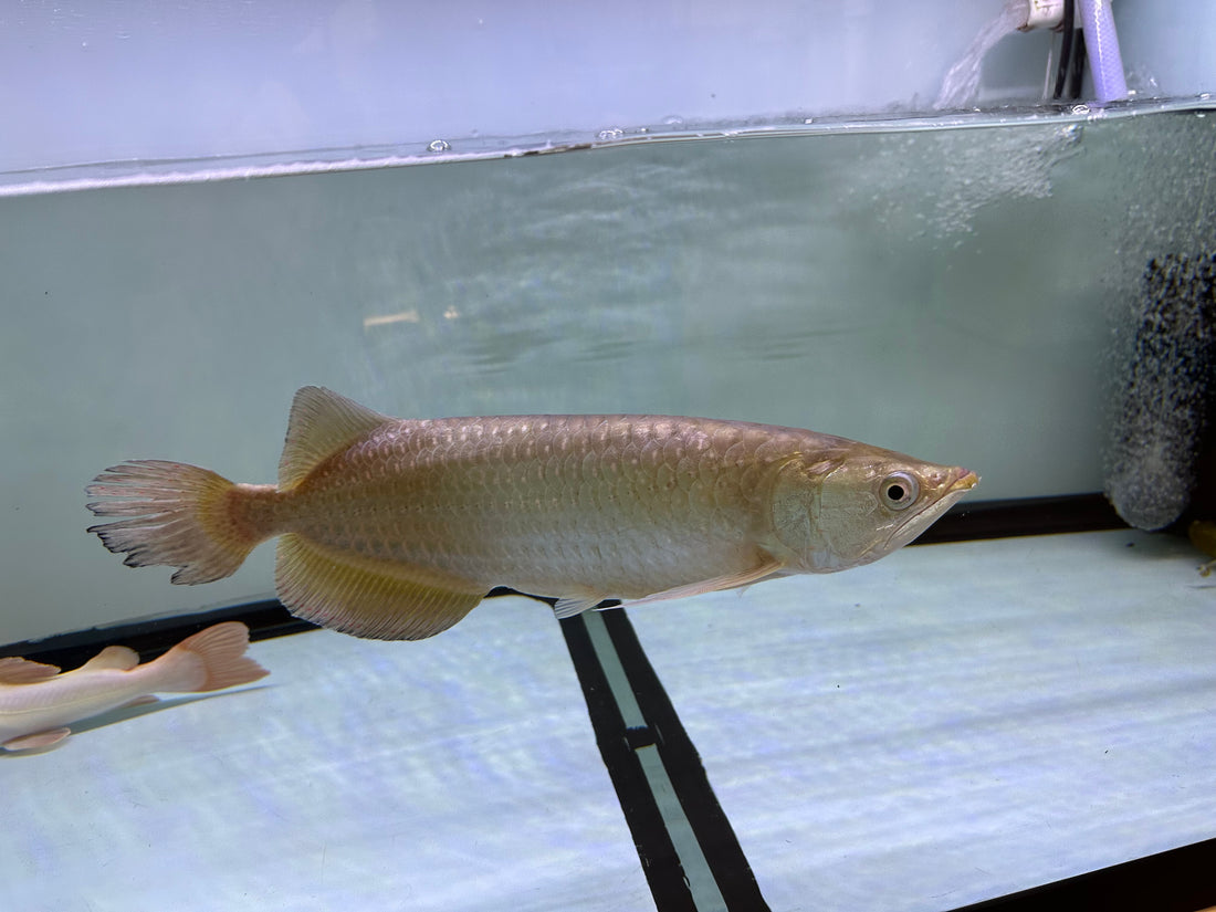 XL Jardini Arowana (15-16”+)