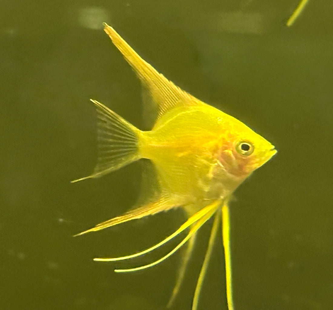 Gold Angel Fish (1.5-1.75”)