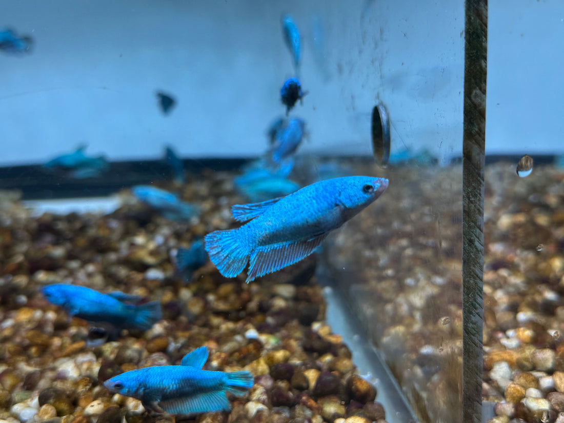 Female Green Dragon Betta (2”)