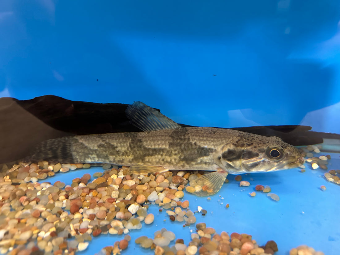 Aimara Wolf Fish (6-7”)