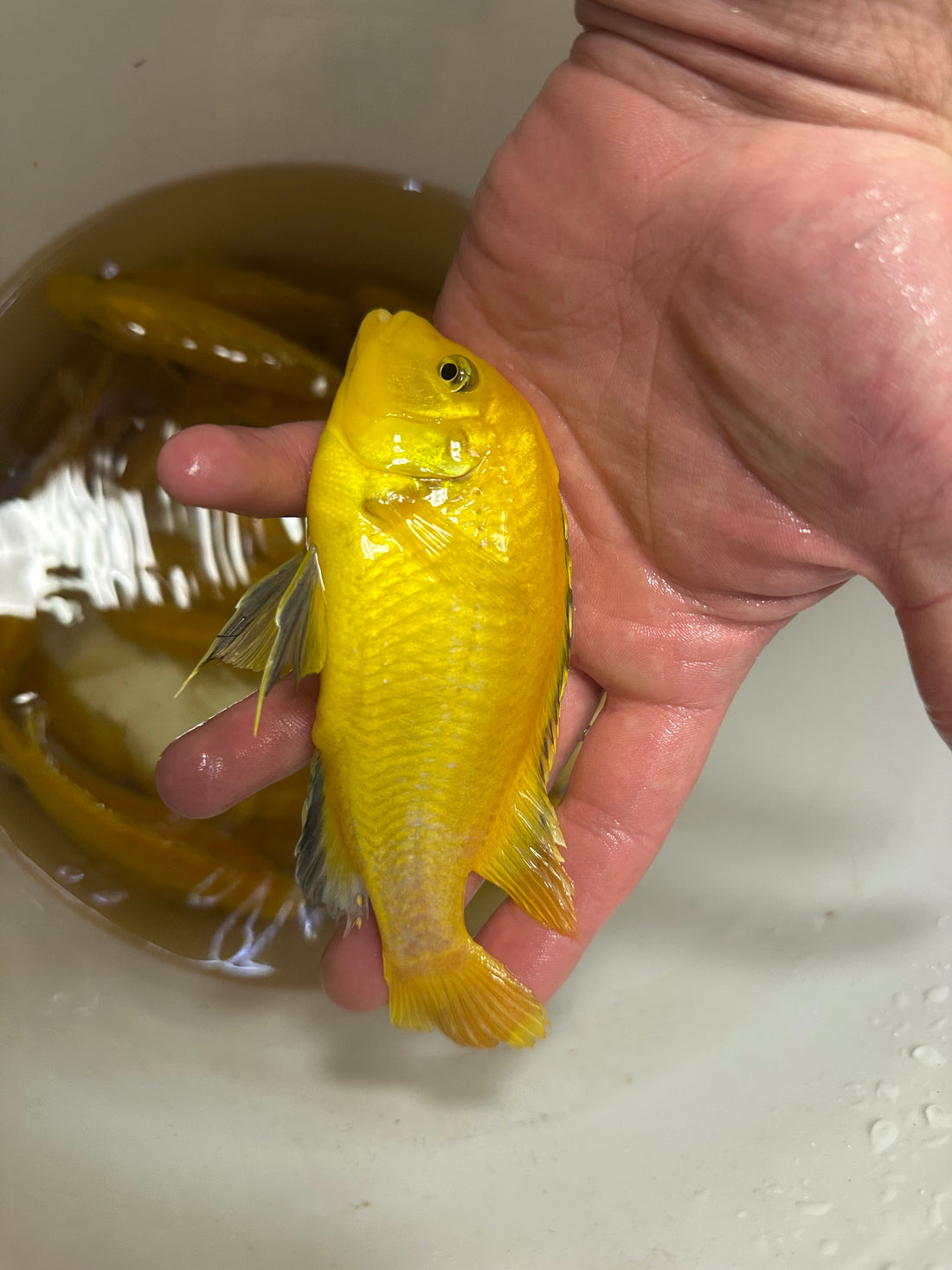 XL Yellow Lab Cichlid (4”+)