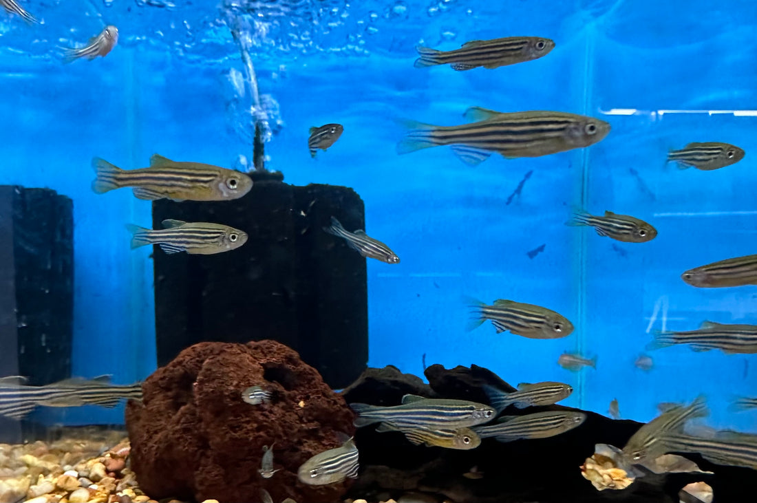 Zebra Danio (.75-1”)