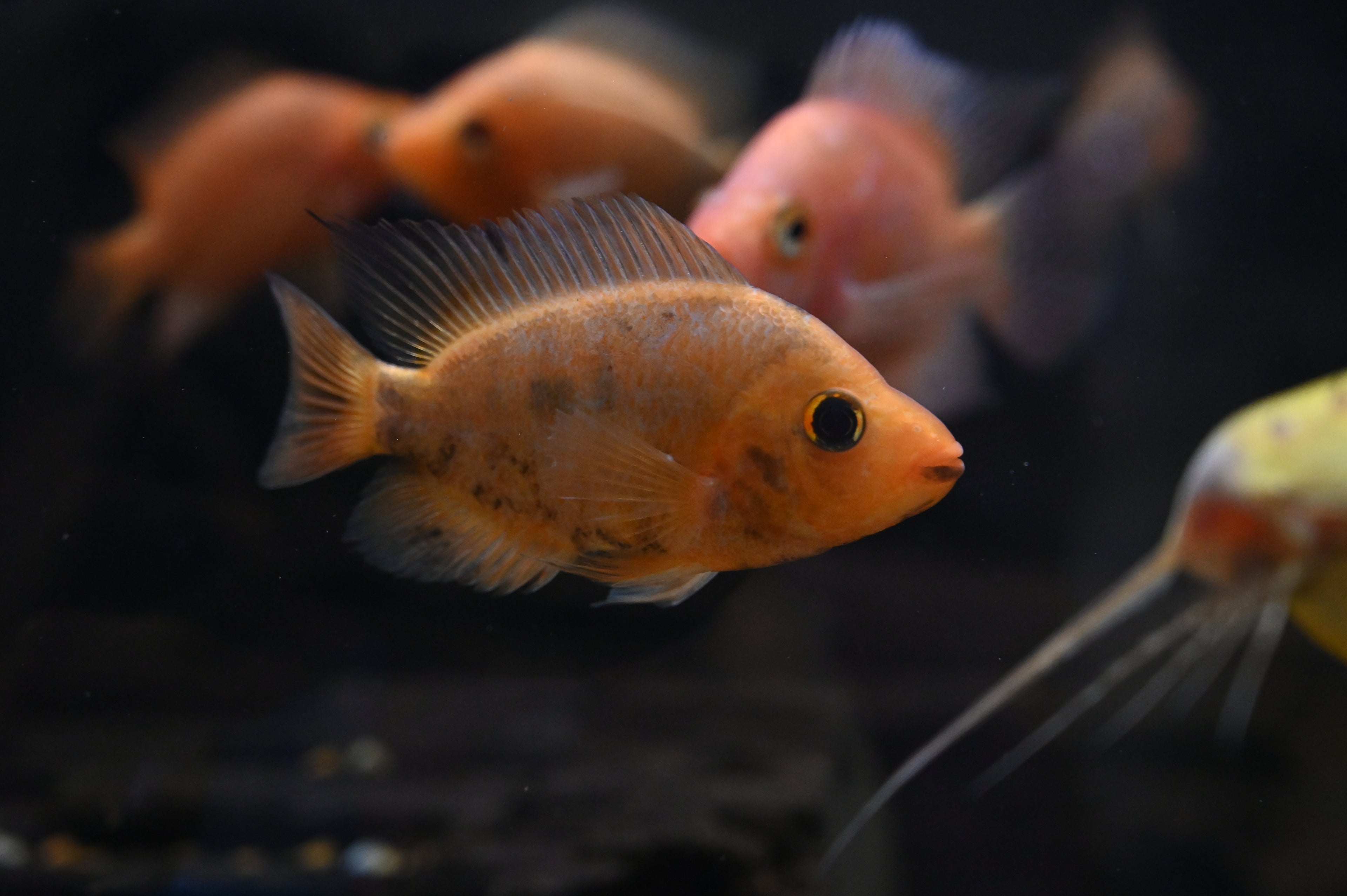 Mammon Hybrid Cichlid (3.5-4”)