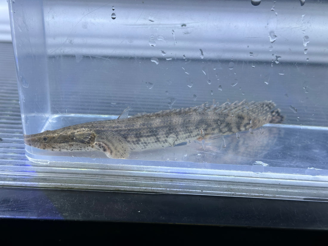 Ansorgii Polypterus (5”+)