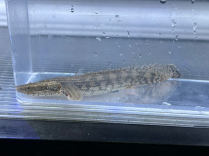 Ansorgii Polypterus (5”+)