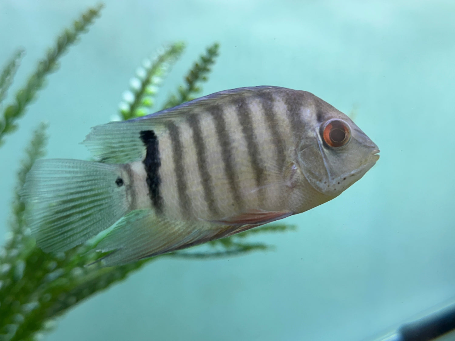 Mouthbrooding Severum (3-3.5”)