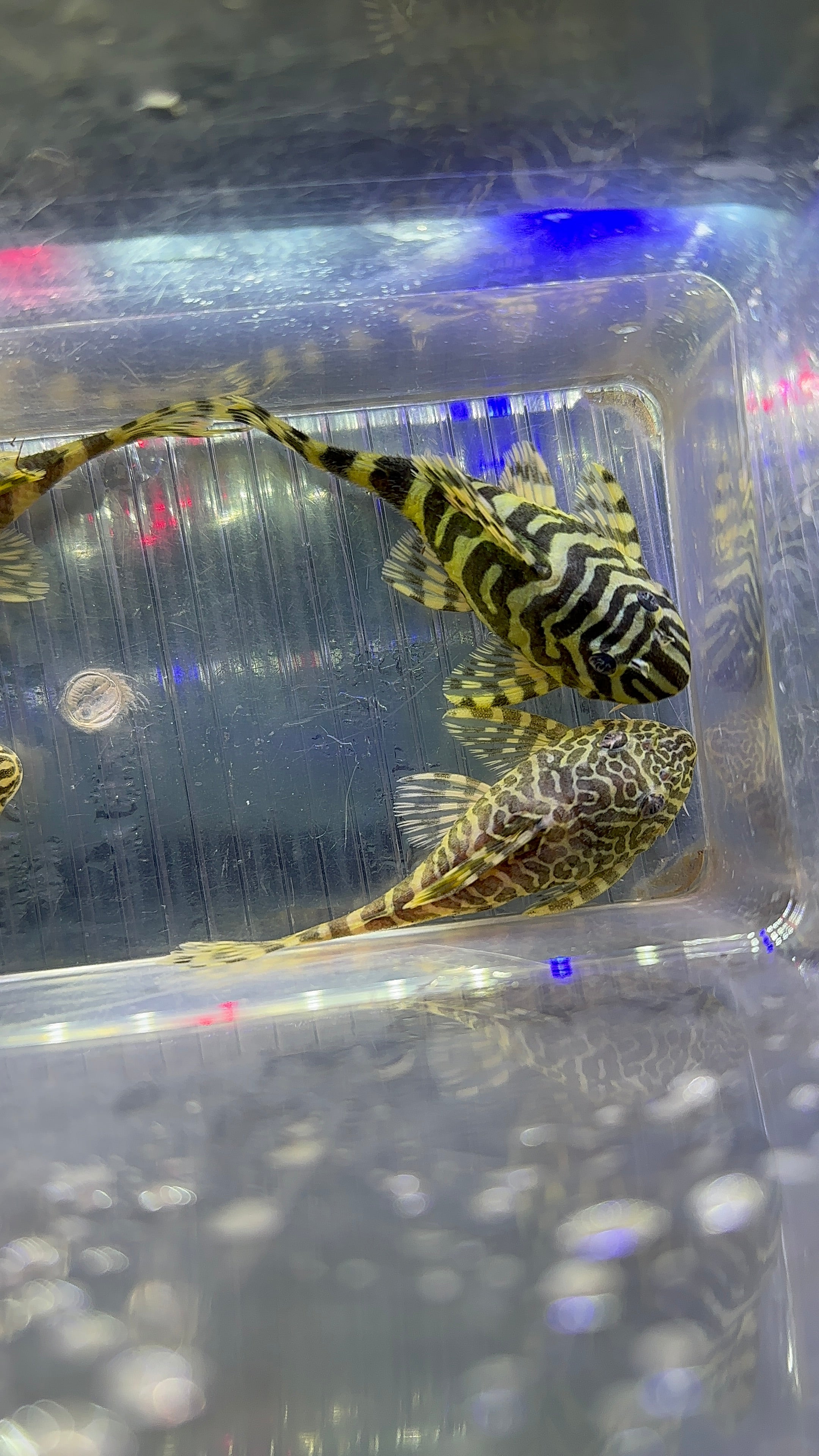 L134 Leopard Frog Pleco (3”)