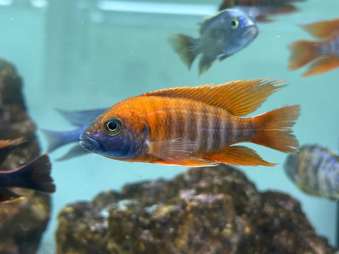 Assorted Peacock/Hap Cichlid (3-4”)