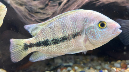 Guttulatis Vieja Cichlid (3.5-4”)