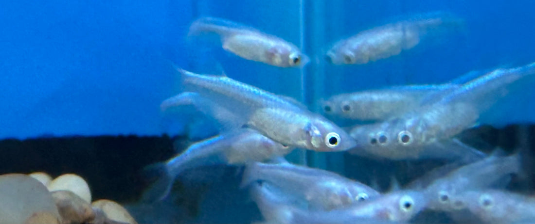 Platinum Medaka Rice Fish (.75-1”)