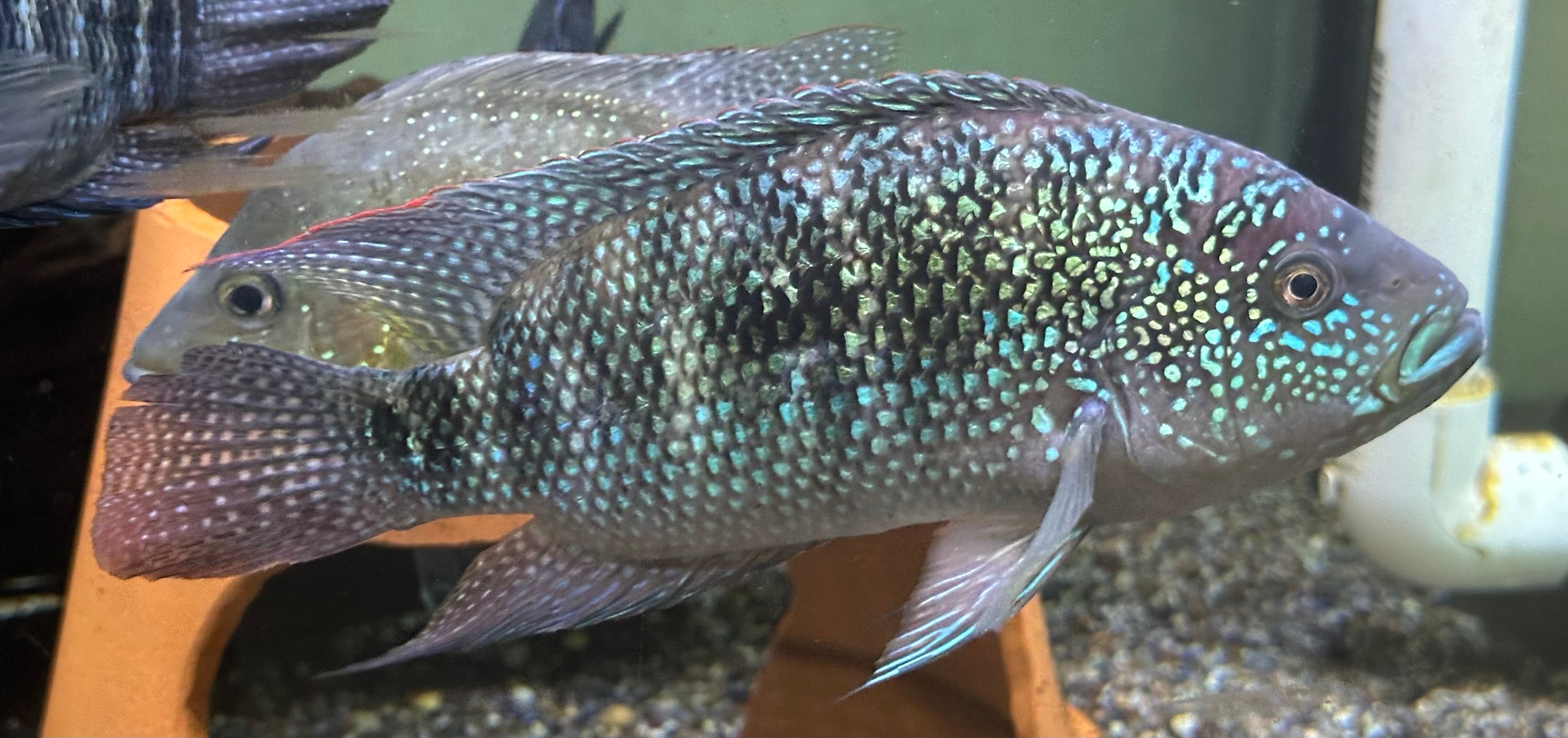 XL Jack Dempsey Cichlid (7-7.5”)