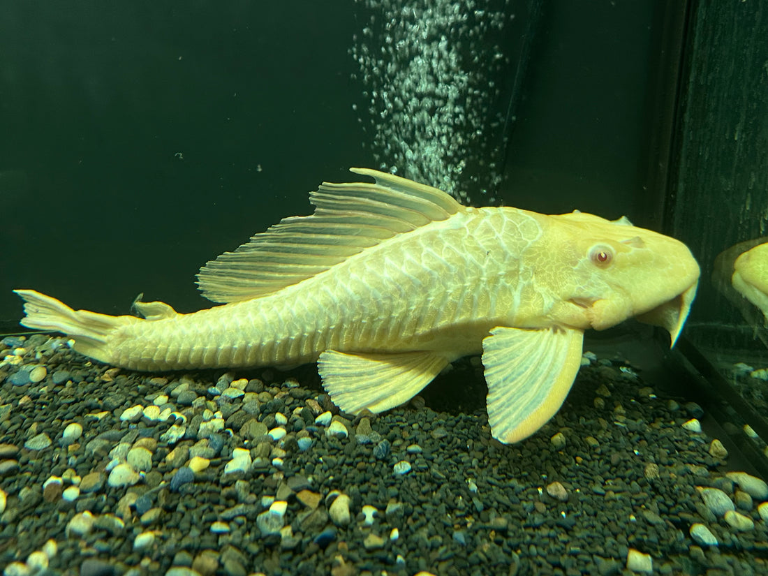 Jumbo Albino Gibbicepts Pleco (13-14”+)