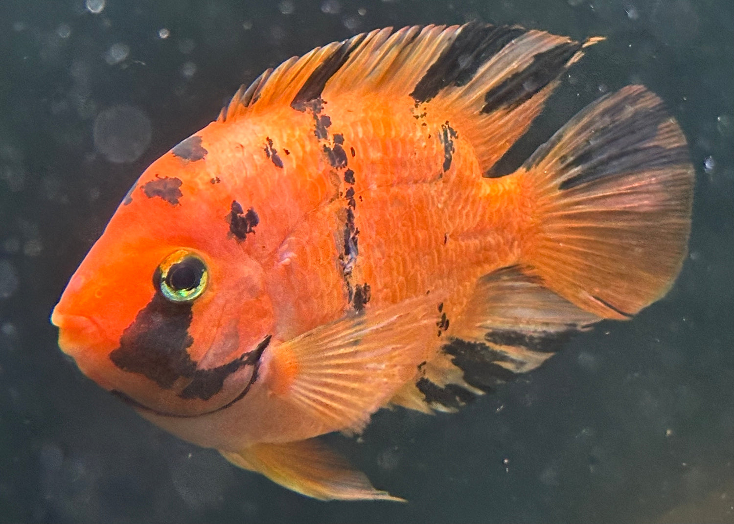 LARGE Tiger Parrot (5.5-6”)
