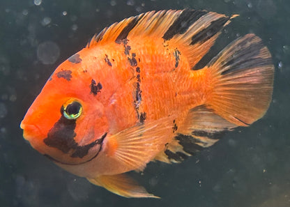 LARGE Tiger Parrot (5.5-6”)