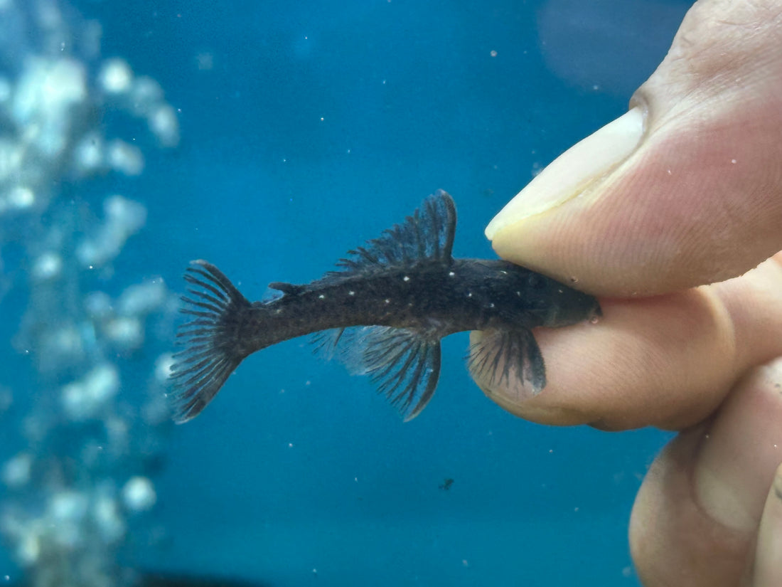 L280 Dwarf Spiny Pleco (1.5”)