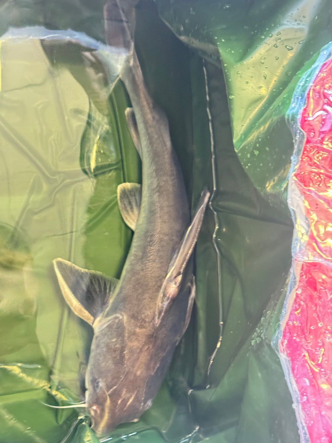 Jumbo Stormii Catfish (18”+)